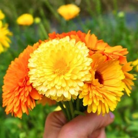 Körömvirág ‘Pacific Beauty Mix’